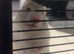 friendly hamster for re homing!