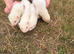 4 albino ferret kits for sale