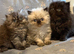 Persian Kittens