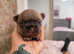 3 female french bulldogs puppies