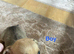 5 beautiful jack Russell puppies