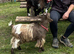 Registered yearling Pygmy nanny