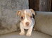 Jack Russell puppies