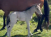 NF foals