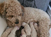 5 cockerpoo/Maltese puppies