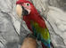 Baby Friendly Super Tame Cuddly HandReared Greenwing Macaw Parrot,4