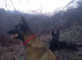 Belgian malinois x Dutch herder