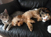 Looking to rehome my gorgeous 2 kittens