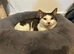 Loving boy cat