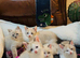 5 cross ragdoll