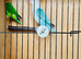 Pair of love bird
