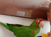 Pickle is looking for a new home