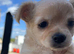 Puppy for sale