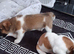 Jack russel pups