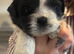 Shih Tzu pups