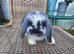Mini lop baby