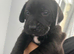 Cocker spaniel x staff x sharpei