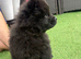 Chows ready and reduced !!