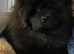 Chow chow stud