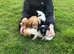 Working type cocker spaniels