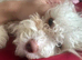 Cockapoo