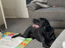 Rottie x corso
