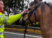 Welsh/connemara 13.2 gelding