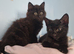 Kittens for rehoming