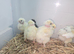 chicks