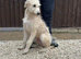 Wheeton bull grey 6 month old puppy