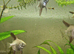Bulgarian Seal Point Angelfish