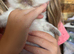 Seal point ragdoll kittens born the 19/07/26