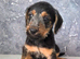 Bedlington x lakeland terrier
