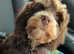 Chocolate Merle Poodle Available For Stud
