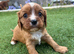 Absolutely gorgeous Cavalier puppies