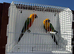 Proven pair jenday conure