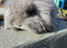Lop bunny kits