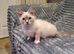 Beautiful GCCF Registered Ragdoll Kittens.