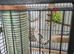 White pied cockateil baby 4 month and cage