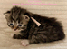 Really pretty pedigree Siberian Kittens
