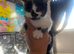 Kittens needing new homes