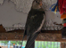 Cockatiels and Kakarikis