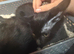 2 cats needing new homes