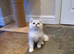 Beautiful Pedigree Chinchilla Persian Kitten.