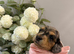KC Registered Miniature Dachshund Puppies