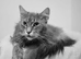 Pedagree maine coon for sale