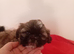 Shih tzu boy