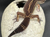Stunning black night leopard gecko