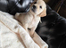 Golden retriever ready in three weeks  1 female   2  males available  absolutely stunning litter ready to leave 11th august