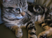 Male kitten